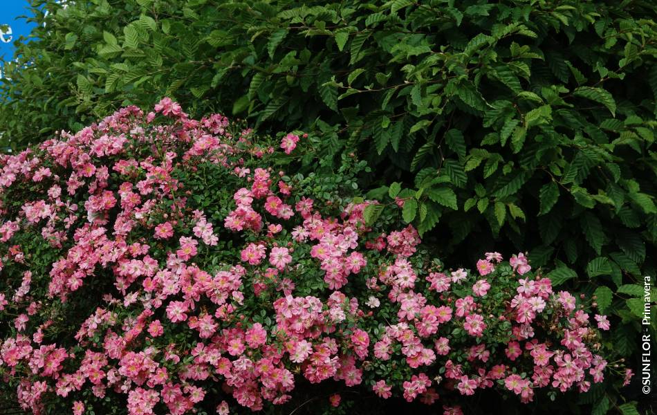 ©SUNFLOR - Primavera
